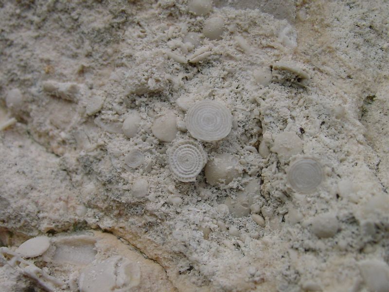 Ci sono fossili all''Elba?